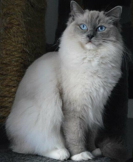 Ragdoll Cat