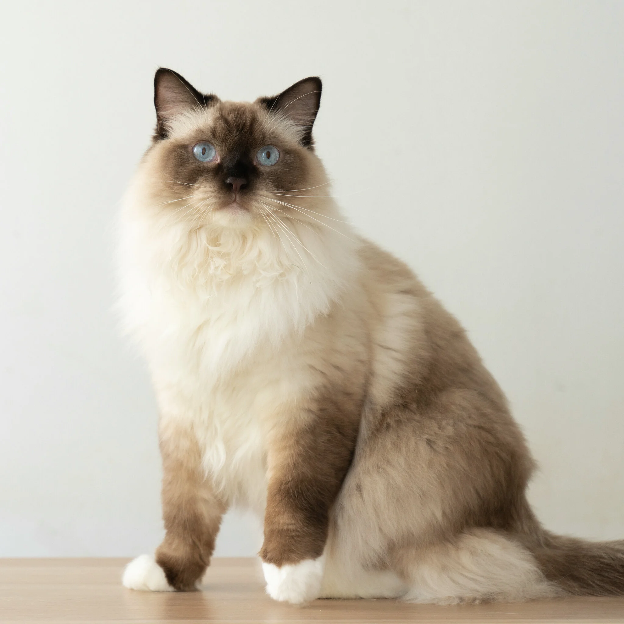 Ragdoll Cat